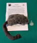 Preview: Reginald, die Fingerratte